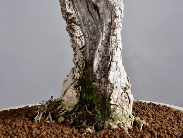 Bonsai Olea Europaea Sylvestris 21N-8519