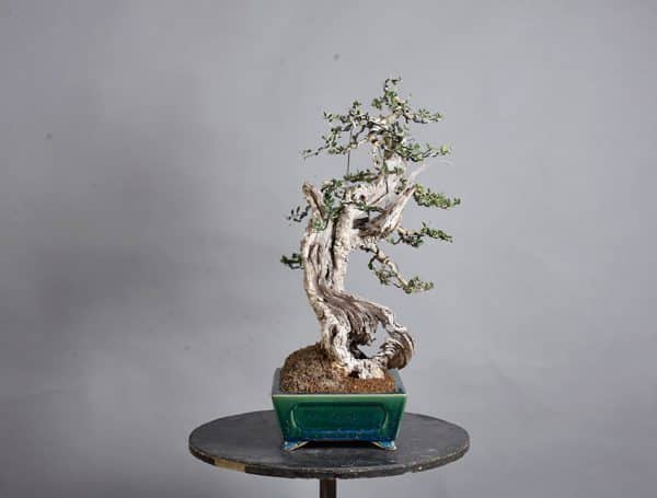 Bonsai Olea Europaea Sylvestris Acebuche 21N-8604
