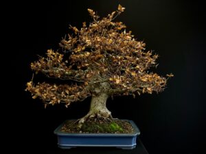 22N-9572 FAGUS SYLVATICA