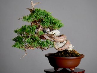 Bonsai Juniperus chinensis itoigawa 21N-8421