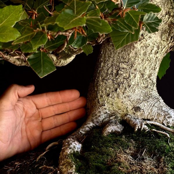 Fagus sylvatica SKU: 22N-9572