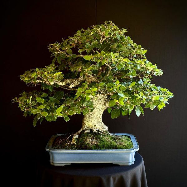 Fagus sylvatica SKU: 22N-9572