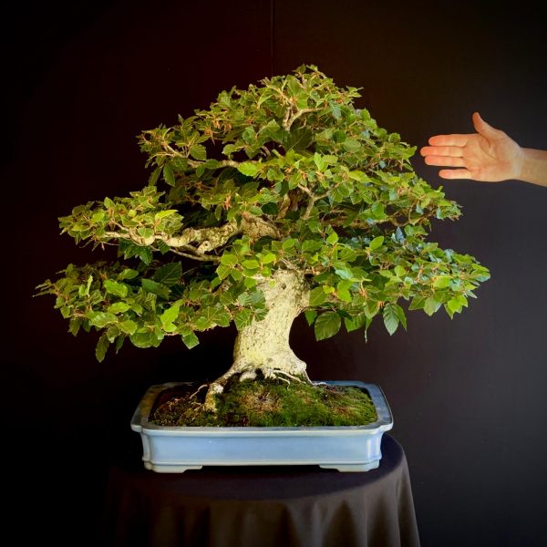 Fagus sylvatica SKU: 22N-9572