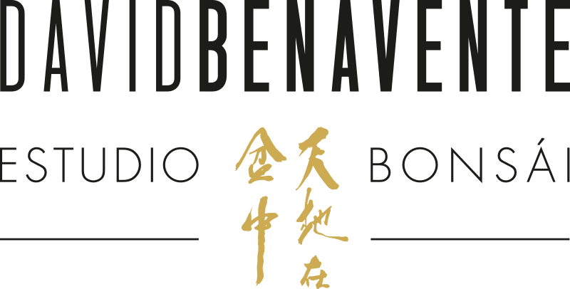 David Benavente Bonsai Studio