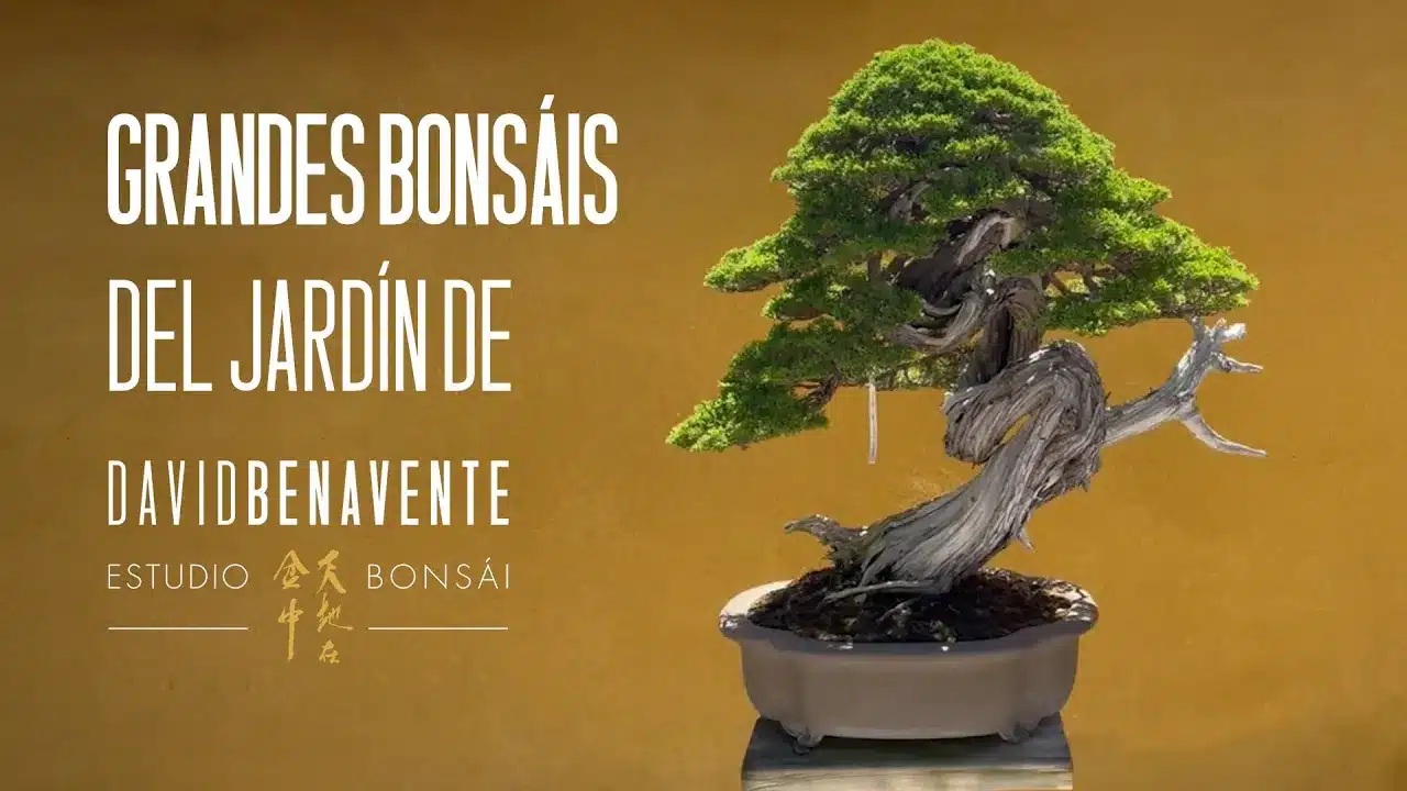 Trucos y consejos sobre bonsái