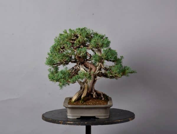 Bonsai Juniperus Chinensis 22N-9791