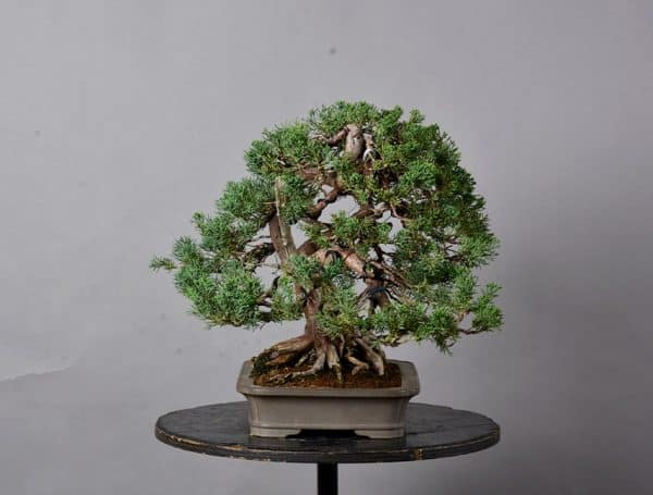 Bonsai Juniperus Chinensis 22N-9791