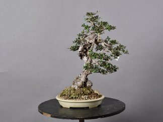 Bonsai Olea Europaea Sylvestris 21N-8505