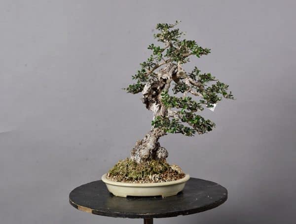 Bonsai Olea Europaea Sylvestris 21N-8505