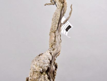Bonsai Olea Europaea Sylvestris 22N-9959