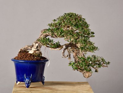 Bonsai Olea Europaea Sylvestris 22N-9960