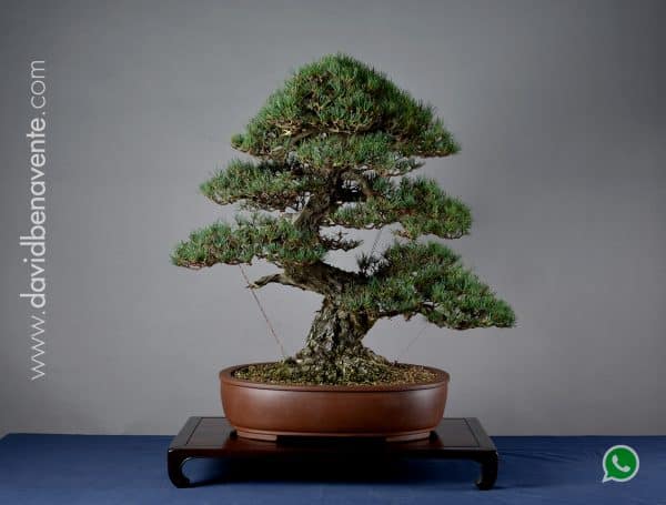 Bonsai Pinus Pentaphylla 22N-9584