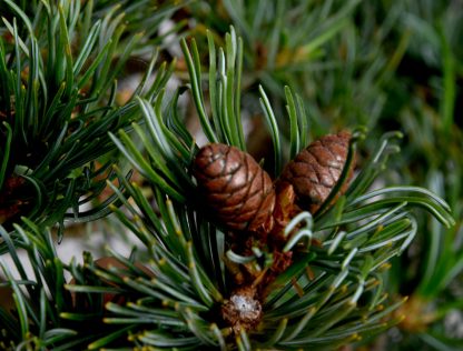 Bonsai Pinus Pentaphylla 22N-9584