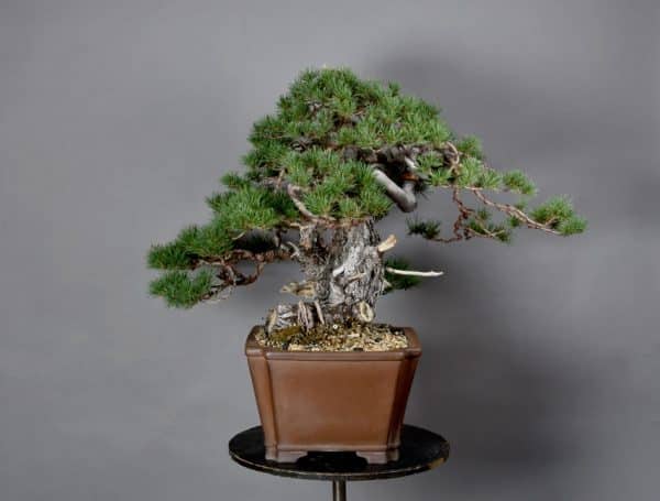 Bonsai Pinus Sylvestris 17N-4753