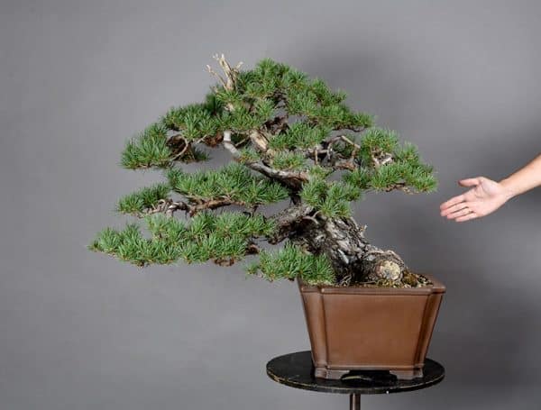 Bonsai Pinus Sylvestris 17N-4753