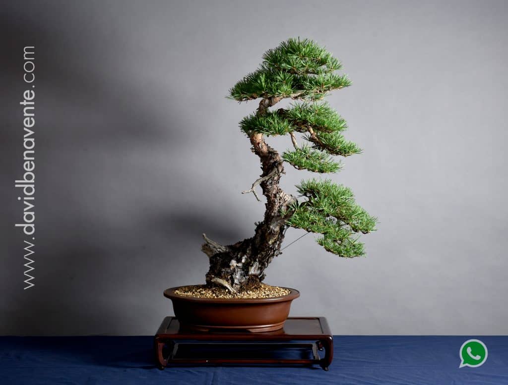 Bonsai-Pinus-Sylvestris-50121-01