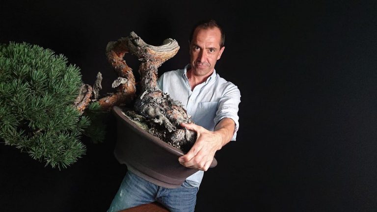 David Benavente el artista de bonsai español mas internacional