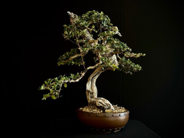 21N-8507 OLEA EURIPEA SYLVESTRIS