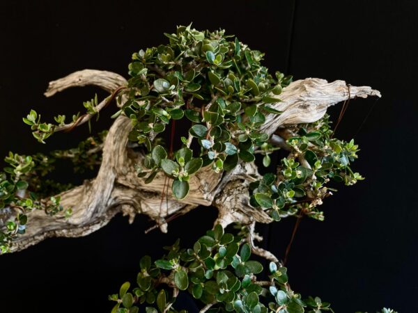 21N-8507 OLEA EURIPEA SYLVESTRIS