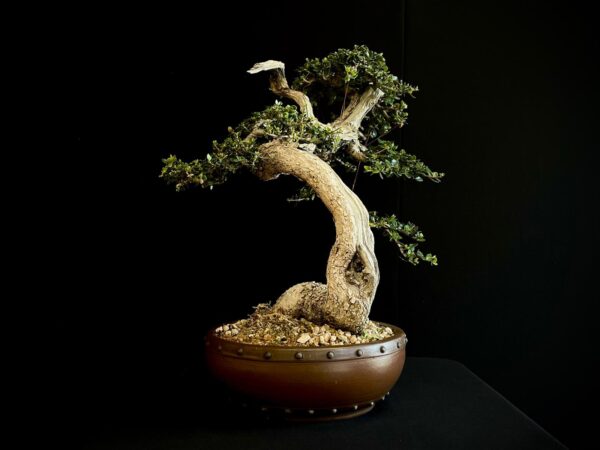 21N-8507 OLEA EURIPEA SYLVESTRIS