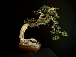 21N-8507 OLEA EURIPEA SYLVESTRIS