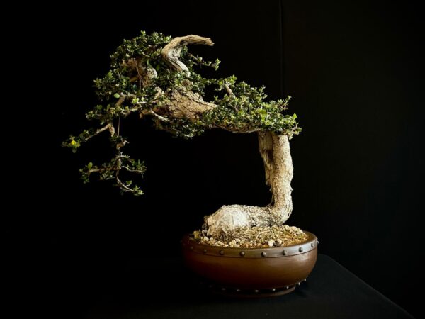 21N-8507 OLEA EURIPEA SYLVESTRIS