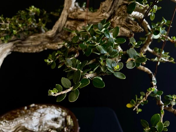 21N-8507 OLEA EURIPEA SYLVESTRIS
