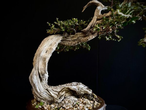 21N-8507 OLEA EURIPEA SYLVESTRIS