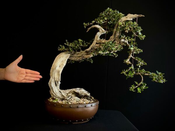 21N-8507 OLEA EURIPEA SYLVESTRIS