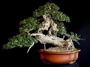 60777 OLEA EUROPEA SYLVESTRIS