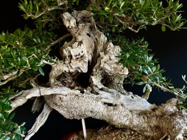 60777 OLEA EUROPEA SYLVESTRIS