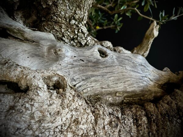 60777 OLEA EUROPEA SYLVESTRIS
