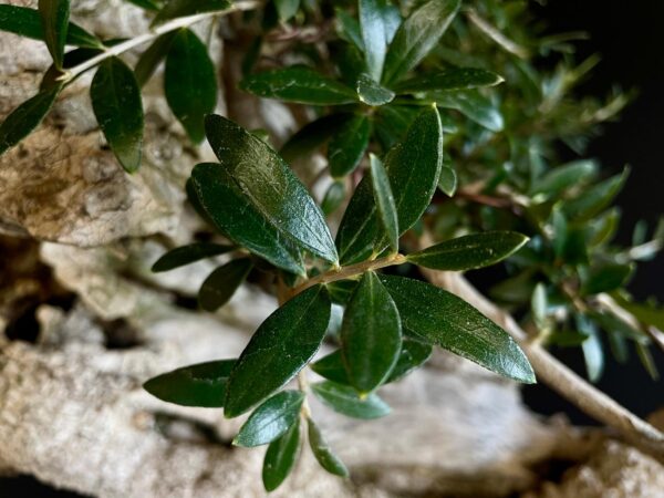 60777 OLEA EUROPEA SYLVESTRIS