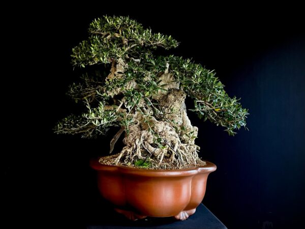 60777 OLEA EUROPEA SYLVESTRIS