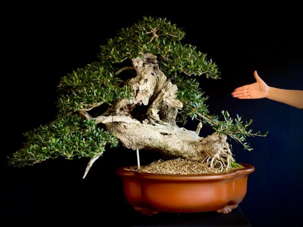 60777 OLEA EUROPEA SYLVESTRIS