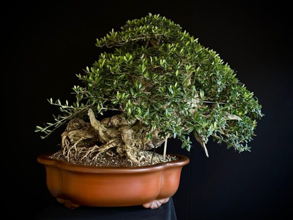 60777 OLEA EUROPEA SYLVESTRIS