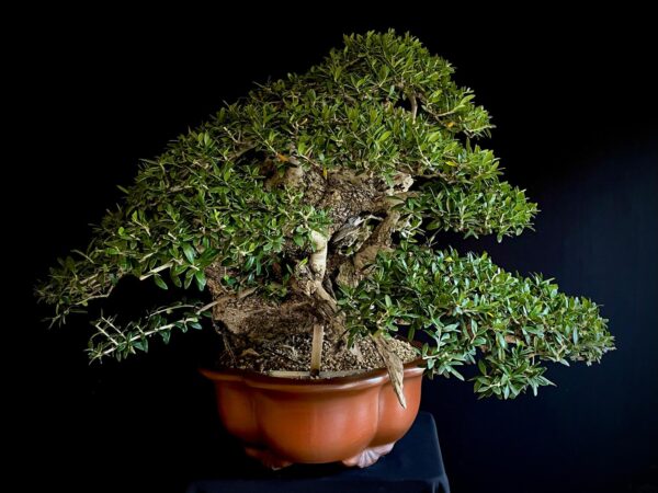 60777 OLEA EUROPEA SYLVESTRIS