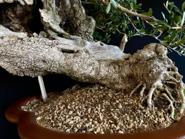 60777 OLEA EUROPEA SYLVESTRIS
