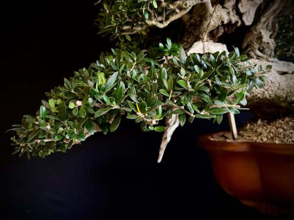 60777 OLEA EUROPEA SYLVESTRIS