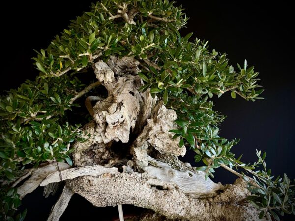 60777 OLEA EUROPEA SYLVESTRIS