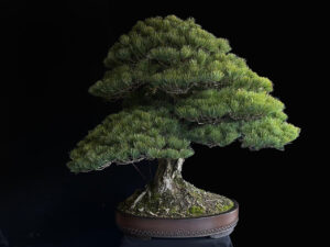 60788 PINUS PENTAPHYLLA