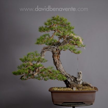 David Benavente Pinus Sylvestris