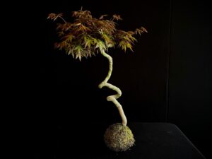 KOKEDAMA ACER PALMATUM