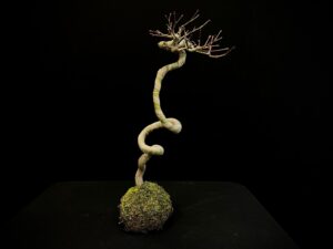 60845 KOKEDAMA ACER PALMATUM