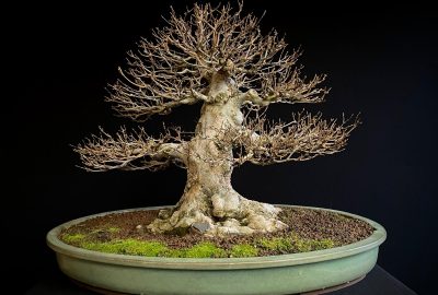 60885 ACER BUERGERIANUM