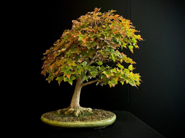 60941 ACER BUERGERIANUM