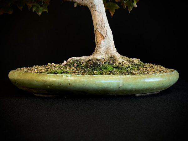 60941 ACER BUERGERIANUM