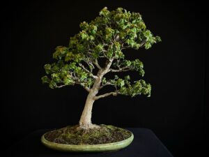 ACER BUERGERIANUM