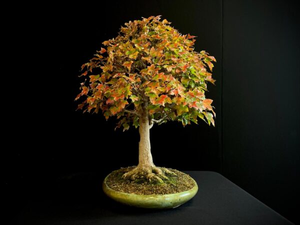 60941 ACER BUERGERIANUM