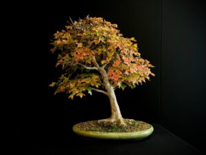 60941 ACER BUERGERIANUM